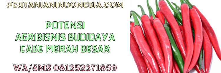 potensi,agribisnis,agrobisnis,cabe merah besar,cmb,petani,pertanian indonesia